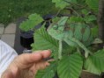 /album/ja-a-moje-zver/chameleon-agata-02-jpg/